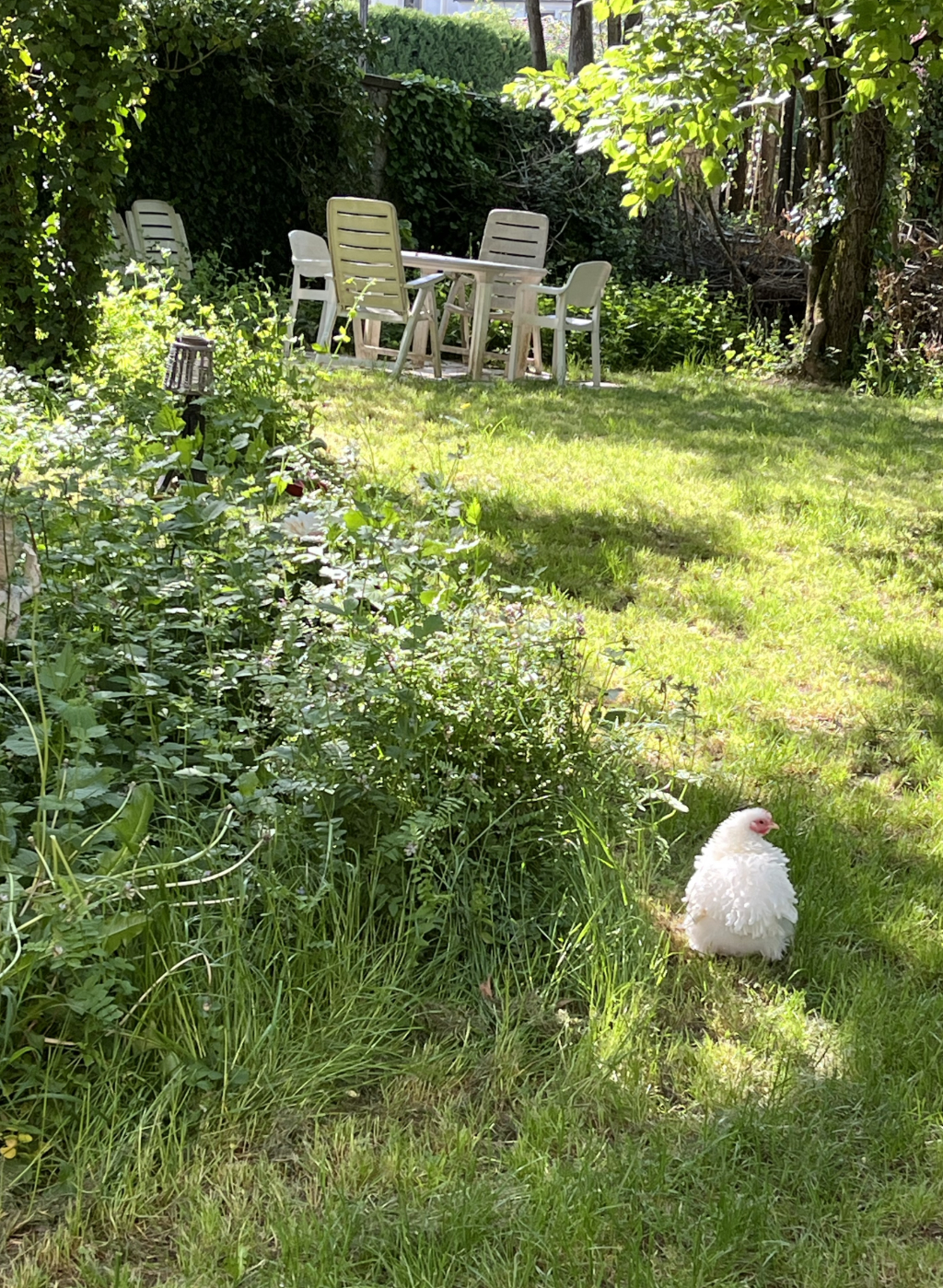 Tuin met kip